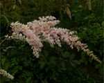 Astilbe betsycuperus