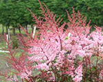 Astilbe delftlace