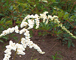 Astilbe prof.van der wielen