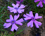 Phlox sub purplebeauty