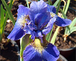 Iris sibirica deardelight