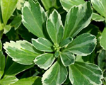 Pachysandra variegata