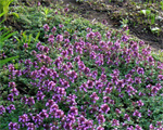 Thymus serpyllum violets