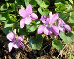 Viola odorata sweetviolet