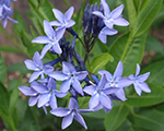 Amsonia blueice