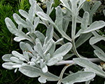 Artemisia stelleriana silverbrocade