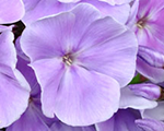 Phlox pan franzschubert