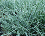Carex bluezinger