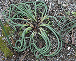 Allium schoenoprasum curlymauve