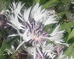Centaurea montana varieties