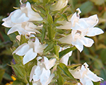 Lobelia whitecardinalflower