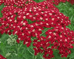 Achillea millefolium newvintagered