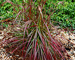 Miscanthus sinensis rubycute