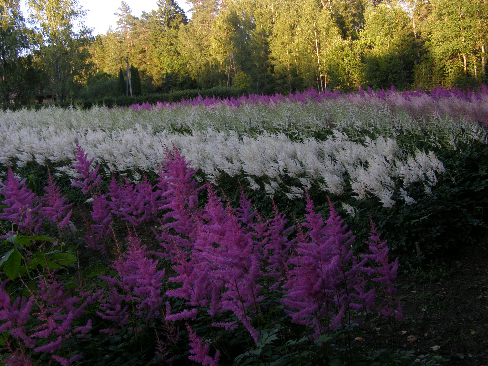 Galerija - Stādu audzētava - / Stādu audzētava 