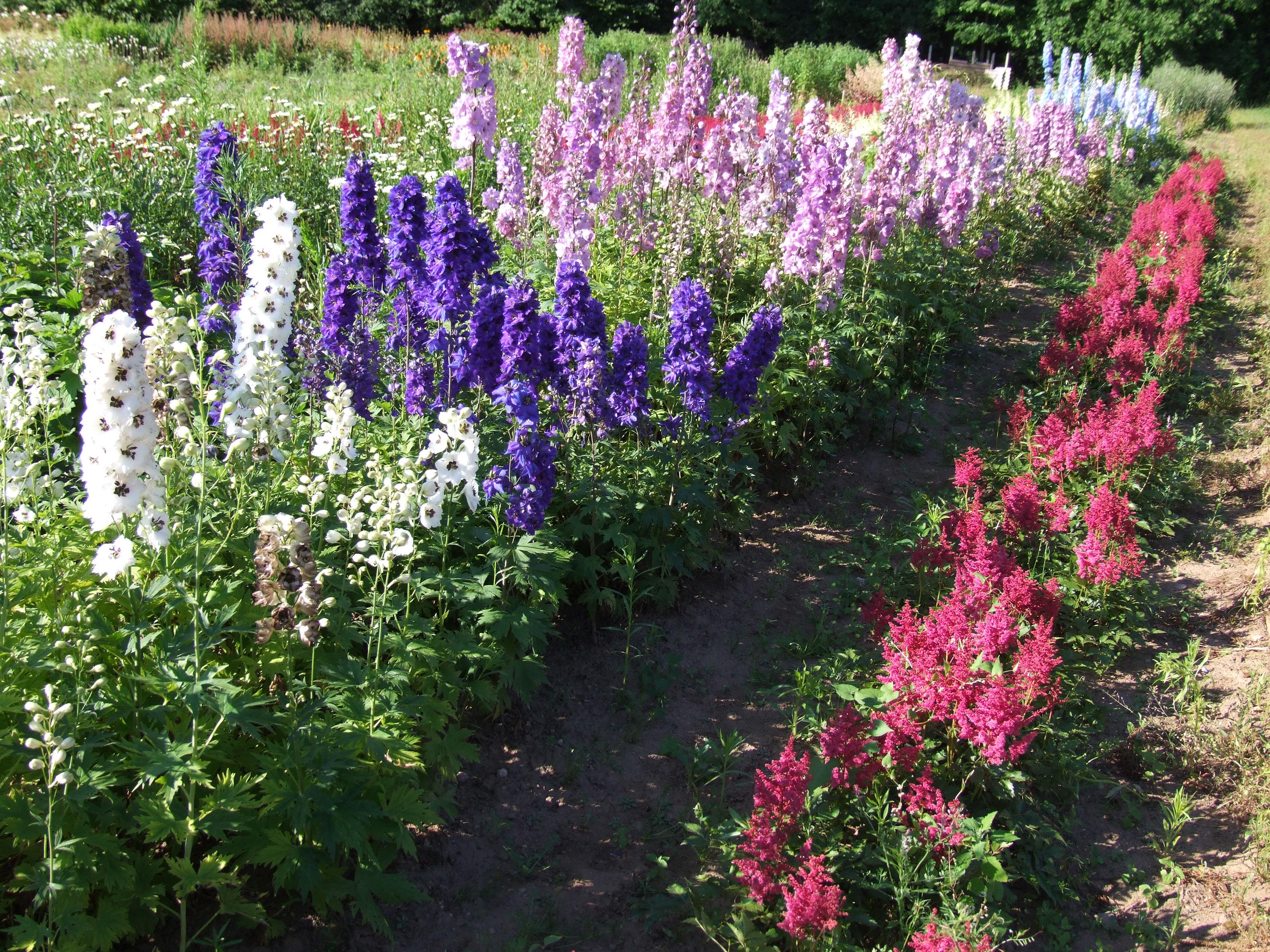 Galerija - Stādu audzētava - / Stādu audzētava 