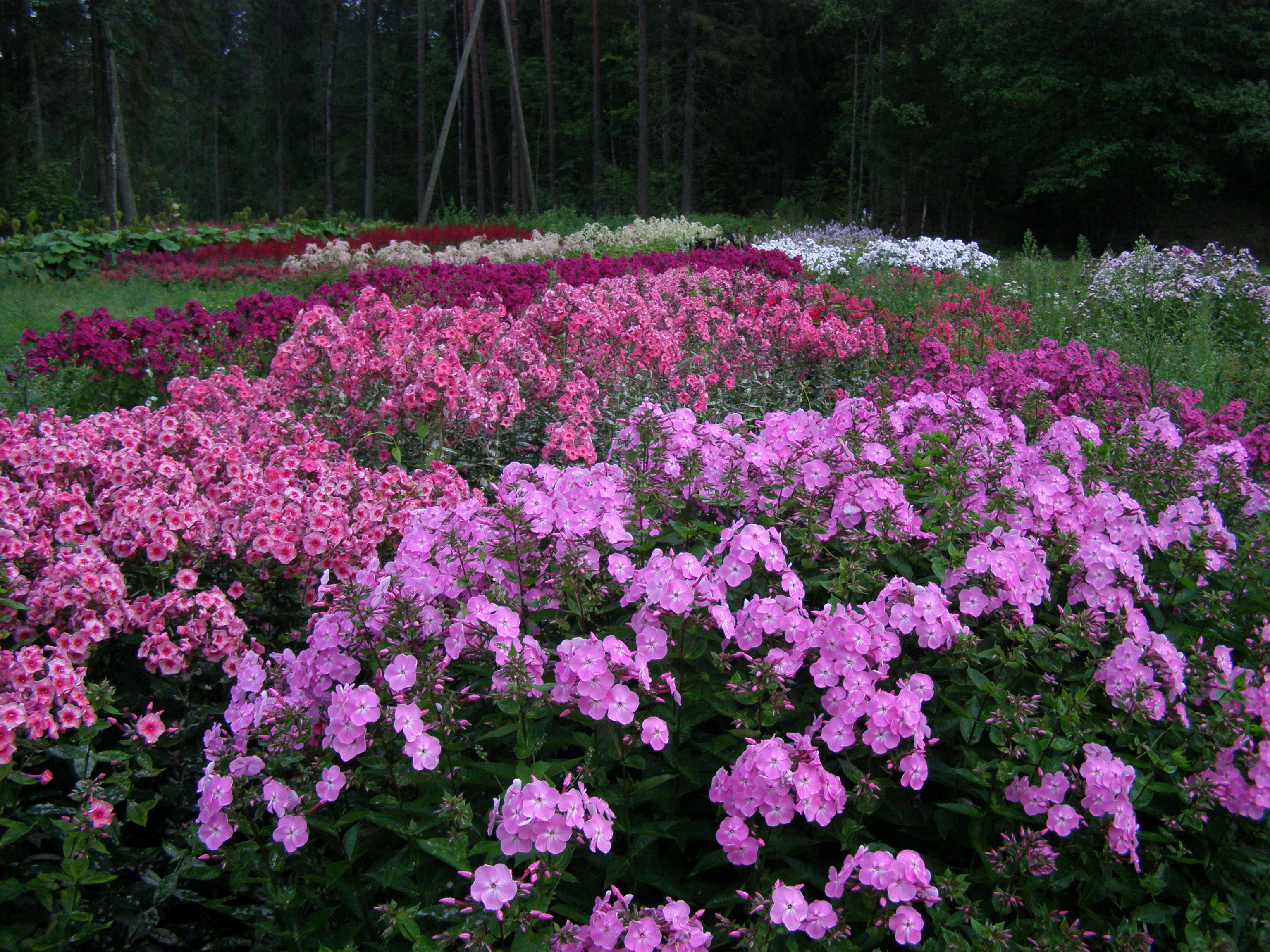 Galerija - Stādu audzētava - / Stādu audzētava 