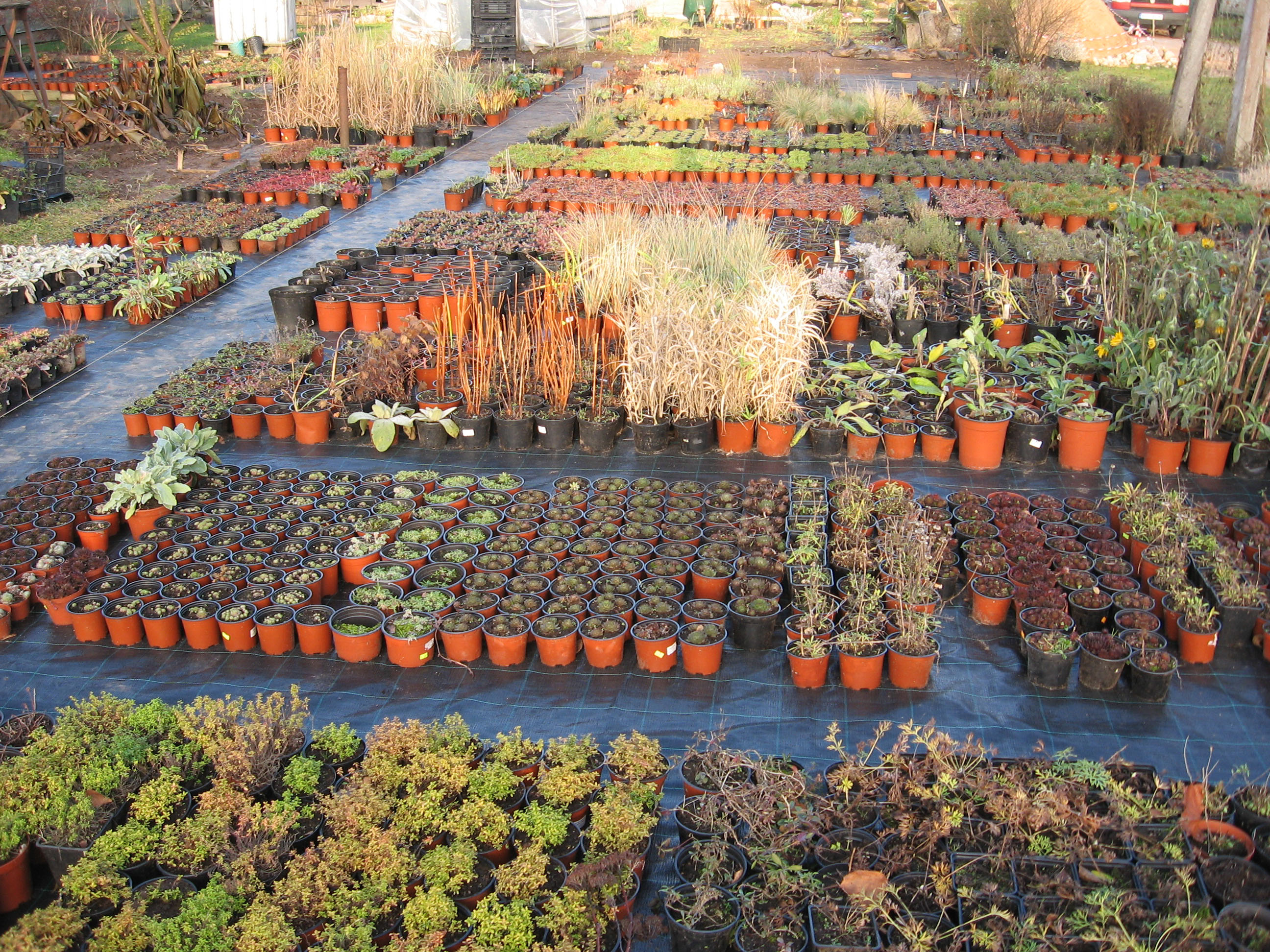 Galerija - Stādu audzētava - / Stādu audzētava 