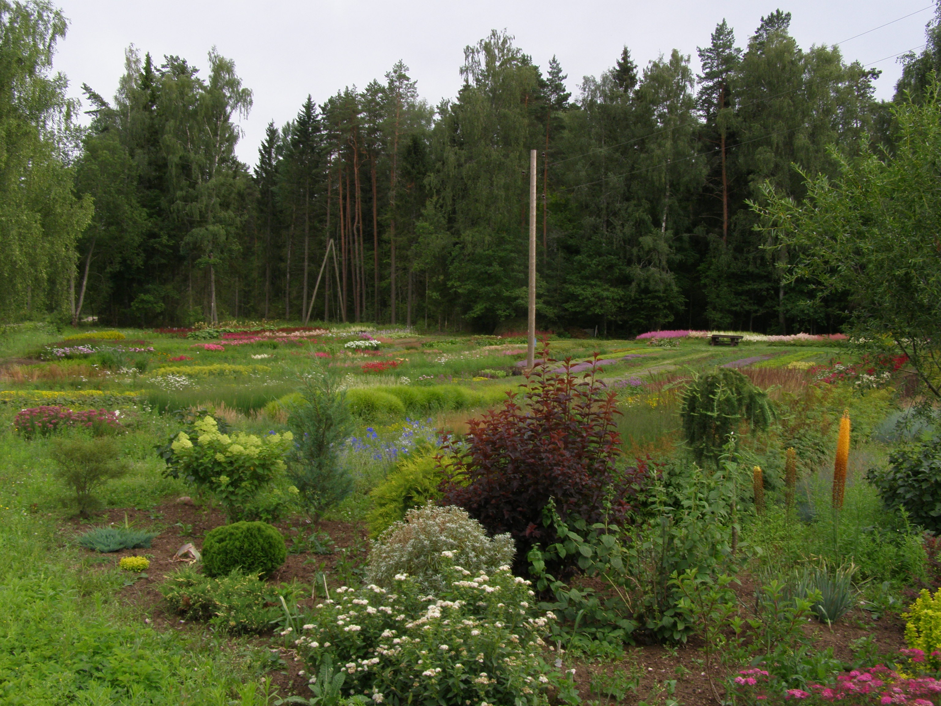 Galerija - Stādu audzētava - / Stādu audzētava 