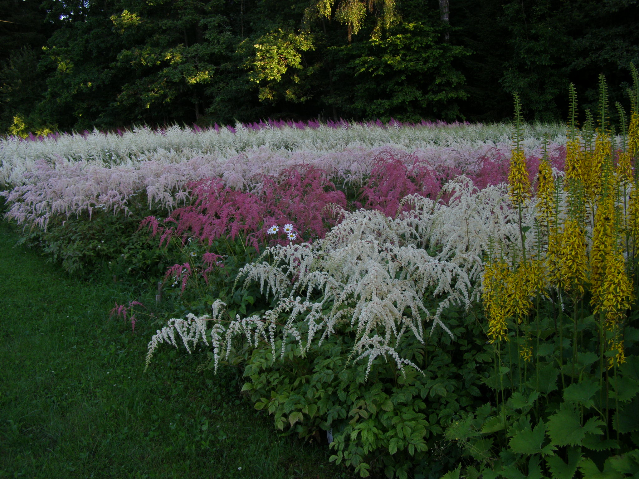 Galerija - Stādu audzētava - / Stādu audzētava 