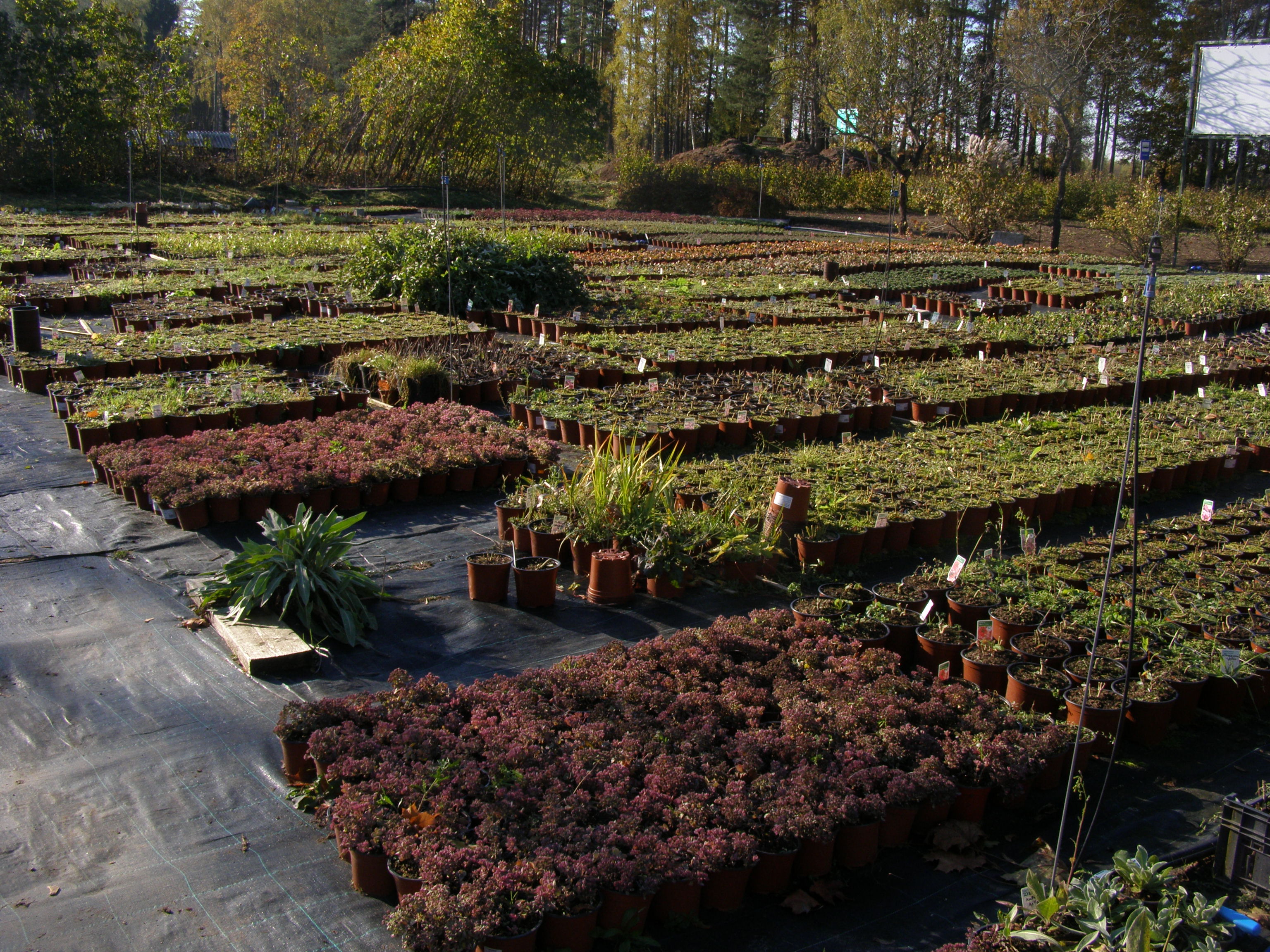 Galerija - Stādu audzētava - / Stādu audzētava 