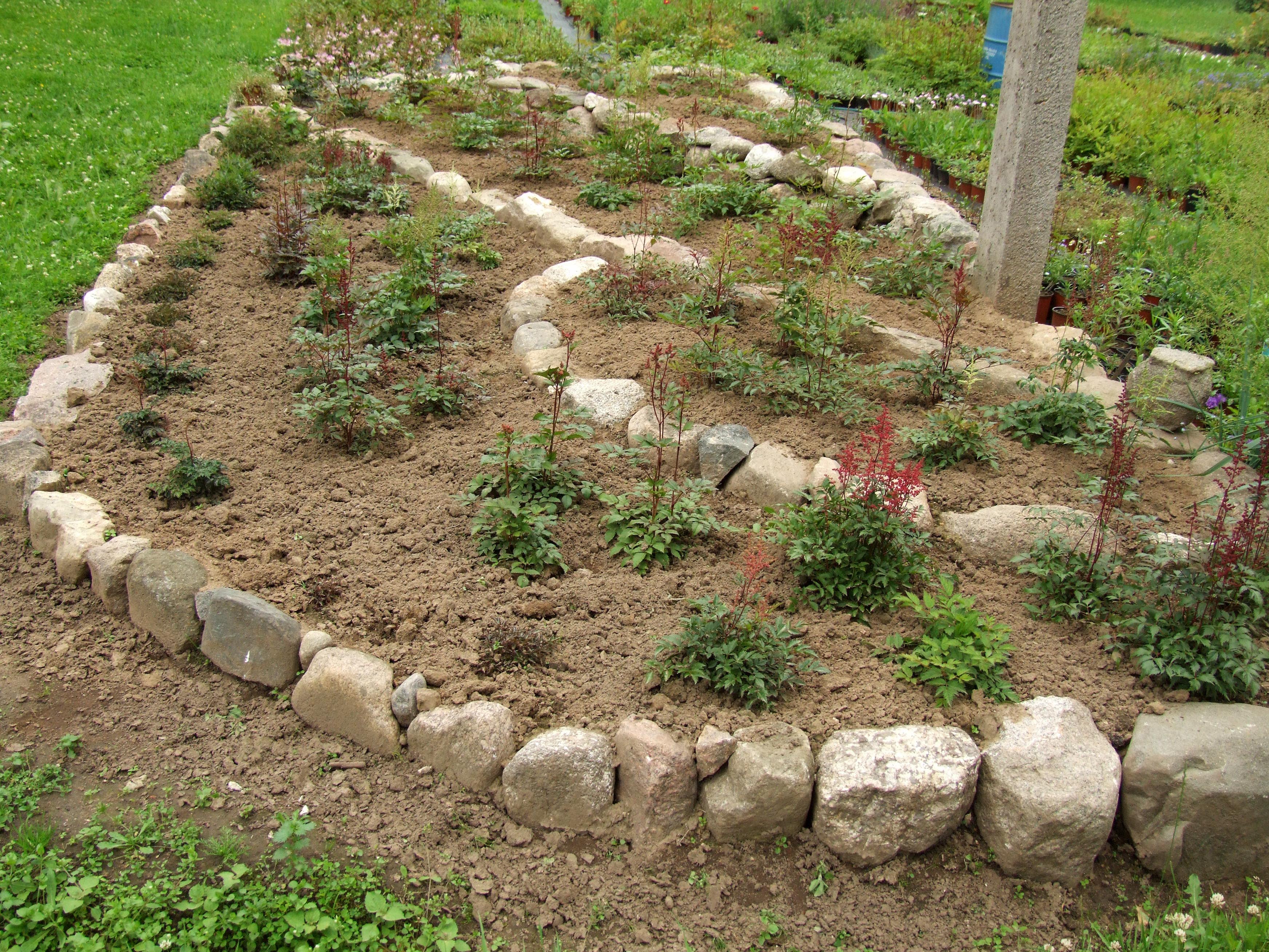 Galerija - Augi stādījumos - / Stādu audzētava 