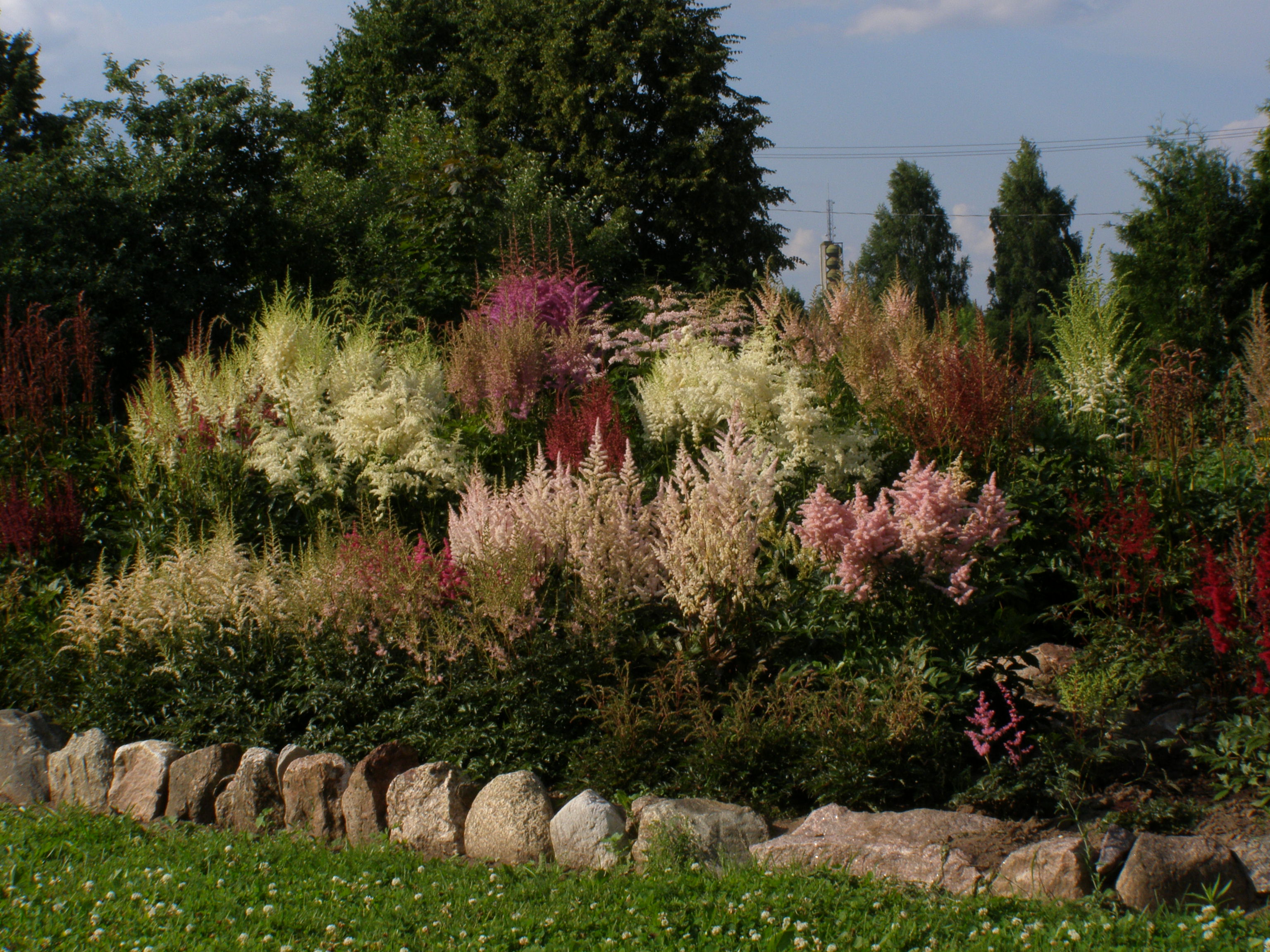 Galerija - Augi stādījumos - / Stādu audzētava 