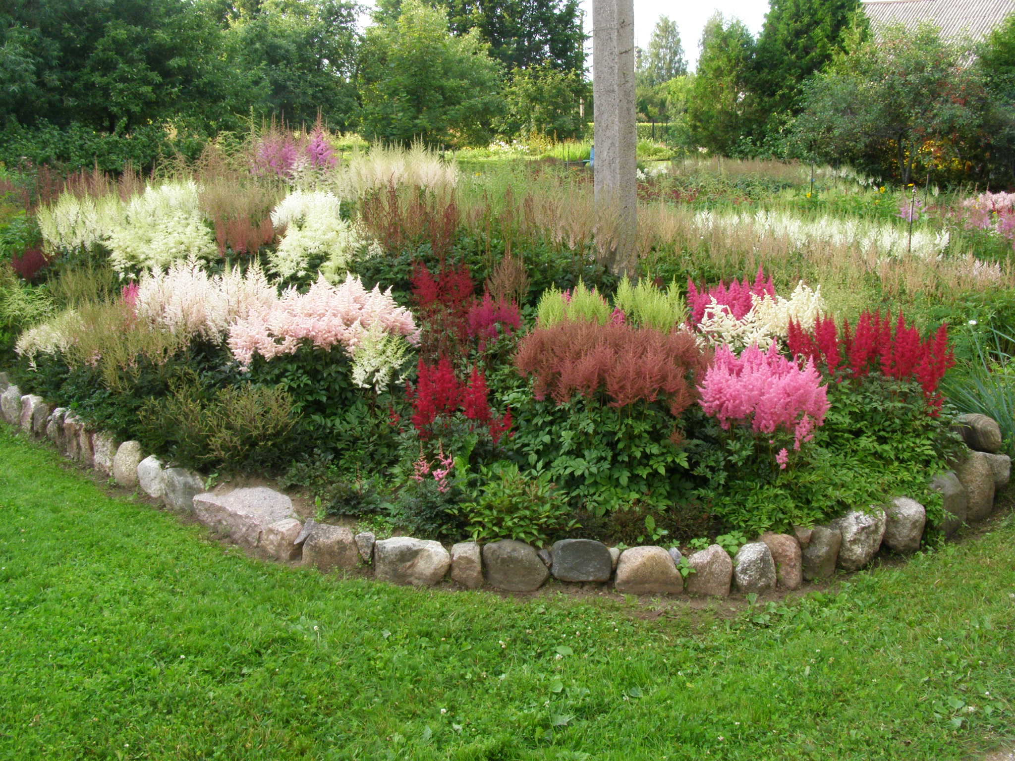 Galerija - Augi stādījumos - / Stādu audzētava 