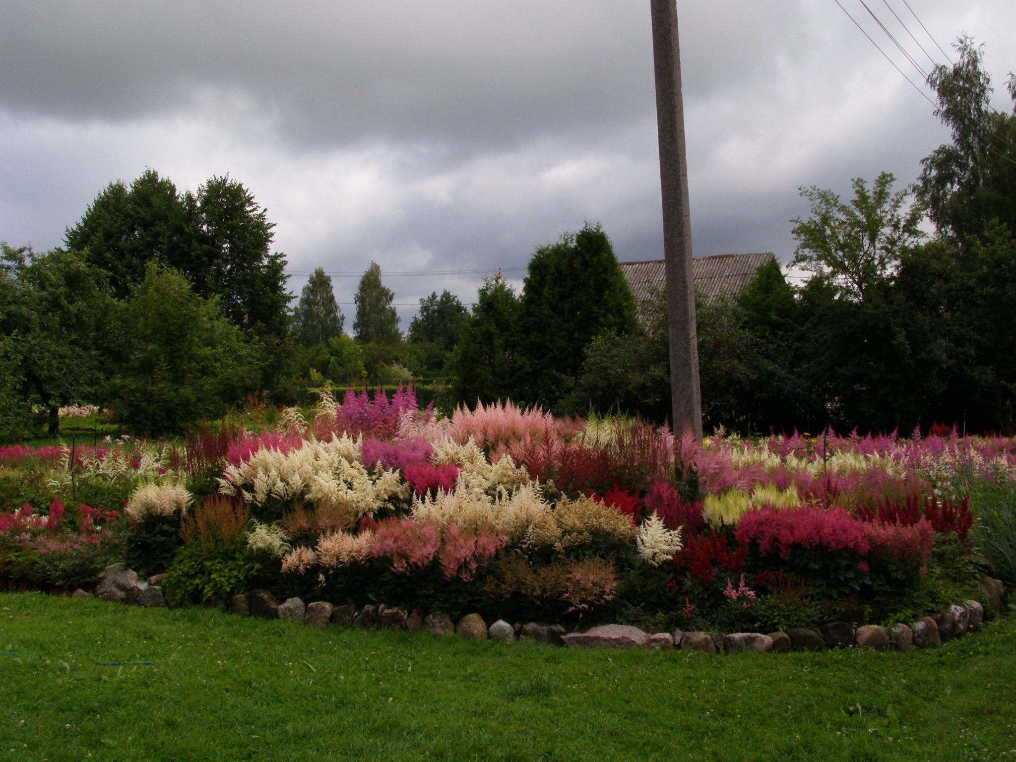 Galerija - Augi stādījumos - / Stādu audzētava 