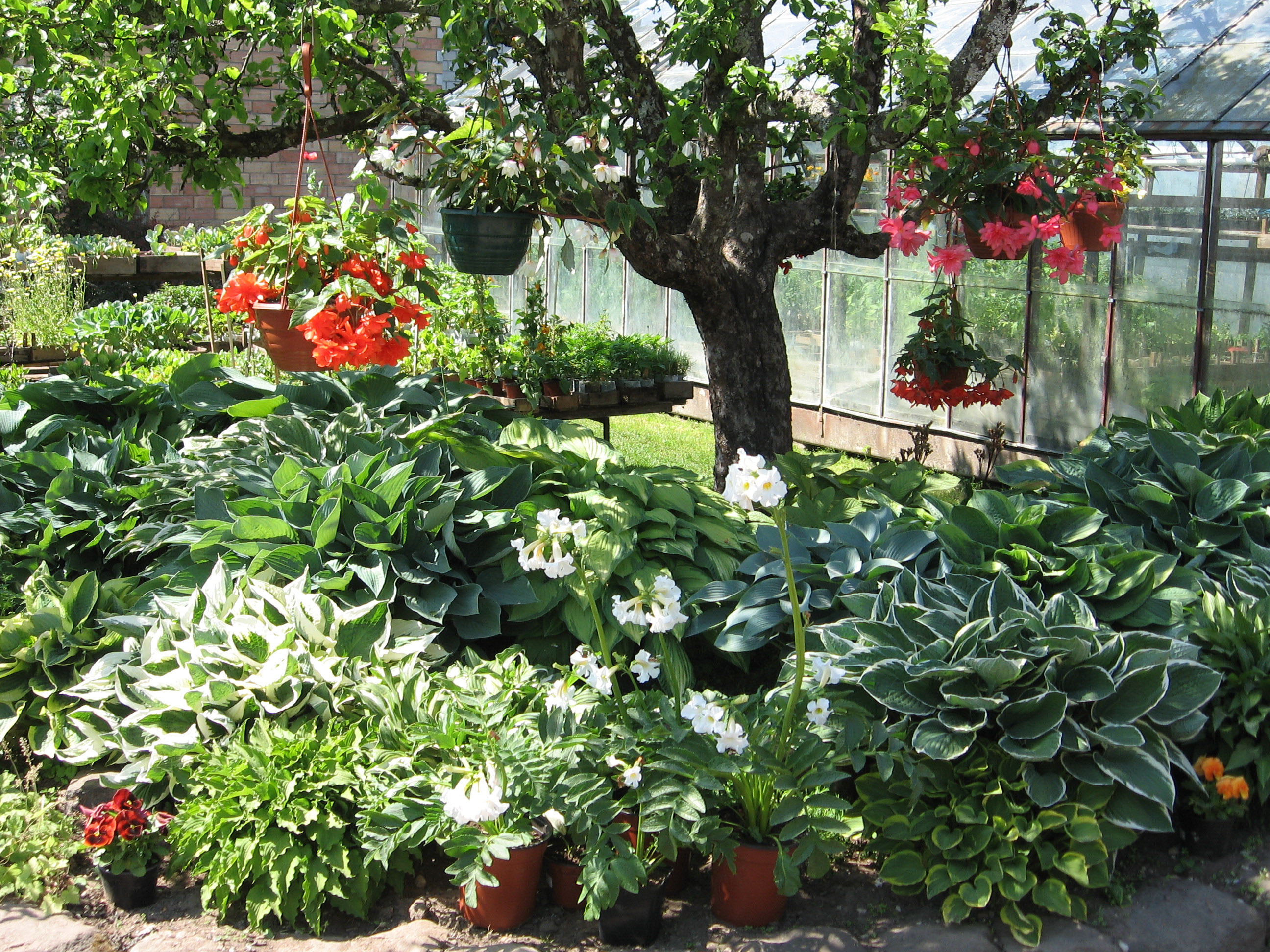 Galerija - Augi stādījumos - / Stādu audzētava 