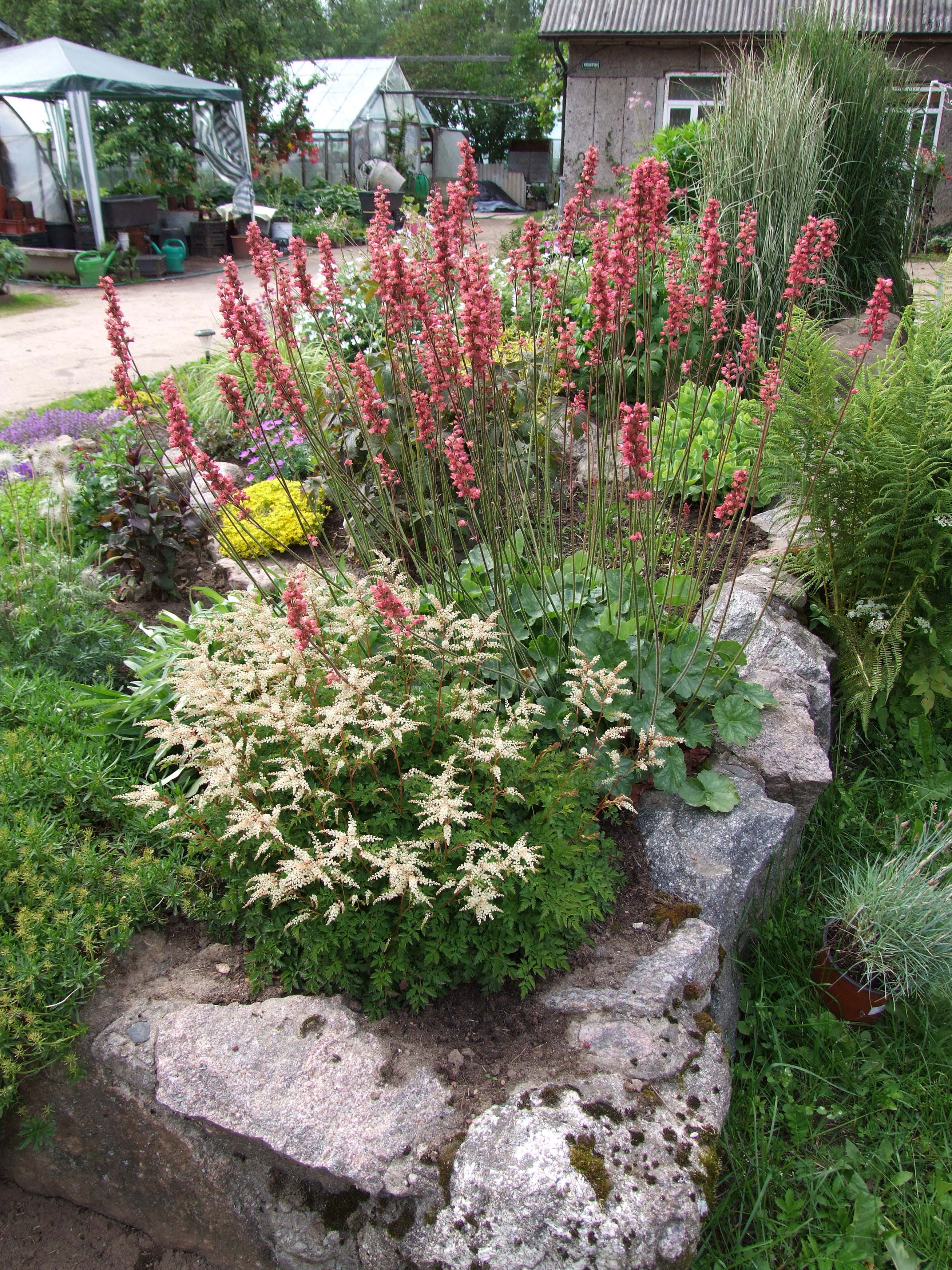 Galerija - Augi stādījumos - / Stādu audzētava 