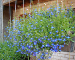 Lobelija sapfir al