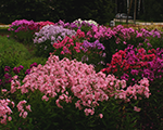 Fp8012748 floksi