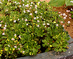 Akmenlauziite paeenas aureopunctata
