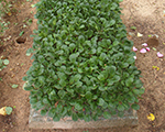 Akmenlauzite paenas primuloides