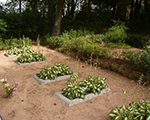 Hosta univitta