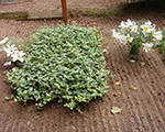 Kapumirte mazaa 'argentovariegata'