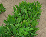 P7210523
