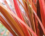 Uncinia rubra firedance
