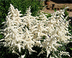Astilbe avalanche