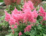 Astilbe dusseldorf