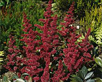 Astilbe etna