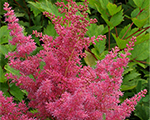 Astilbe federsee