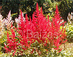 Astilbe feuer
