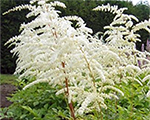 Astilbe gerbedeneige