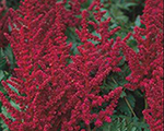 Astilbe burgundyred