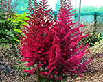Astilbe censationlighthouse