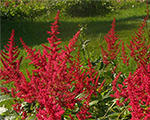 Astilbe glut