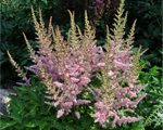 Astilbe intermezzo