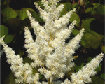 Astilbe irrlicht