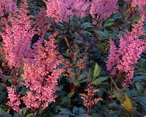 Astilbe 'Lollipop'